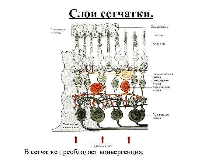 Слои сетчатки. В сетчатке преобладает конвергенция. 