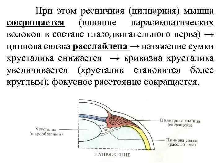 Ресничная мышца глаза функции. Ресничная мышца. Цилиарная мышца. Цилиарная мышца глаза. Циннова связка и цилиарная мышца.