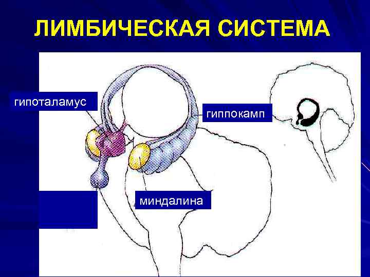 ЛИМБИЧЕСКАЯ СИСТЕМА гипоталамус гиппокамп миндалина 