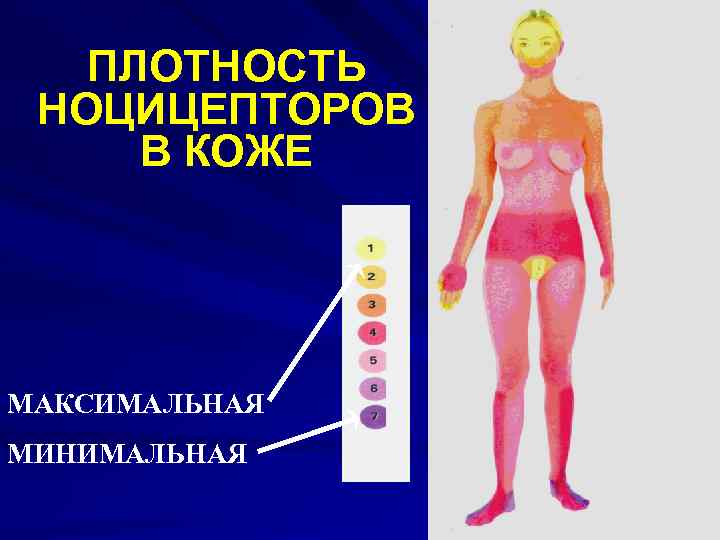 ПЛОТНОСТЬ НОЦИЦЕПТОРОВ В КОЖЕ МАКСИМАЛЬНАЯ МИНИМАЛЬНАЯ 