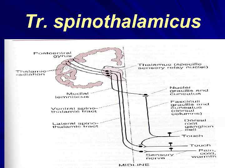 Tr. spinothalamicus 
