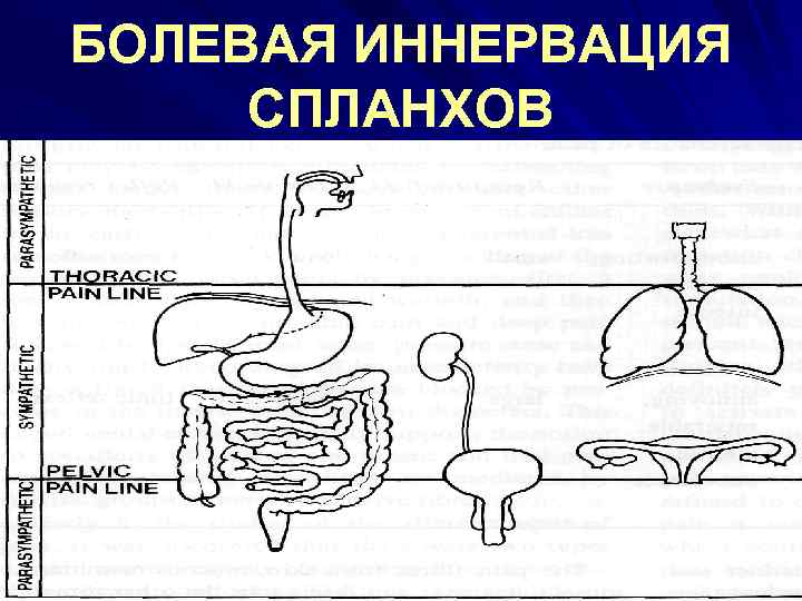 БОЛЕВАЯ ИННЕРВАЦИЯ СПЛАНХОВ 