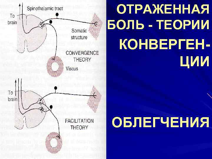 ОТРАЖЕННАЯ БОЛЬ - ТЕОРИИ КОНВЕРГЕНЦИИ ОБЛЕГЧЕНИЯ 