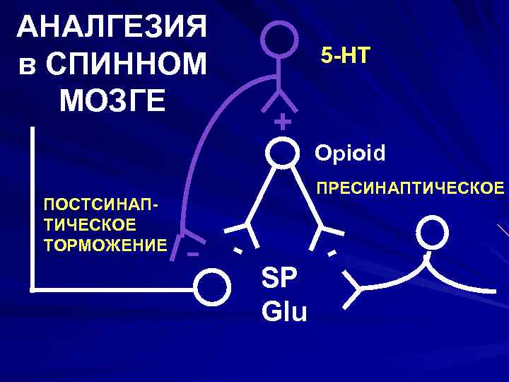 АНАЛГЕЗИЯ в СПИННОМ МОЗГЕ ПОСТСИНАПТИЧЕСКОЕ ТОРМОЖЕНИЕ 5 -HT + Opioid ПРЕСИНАПТИЧЕСКОЕ - - SP