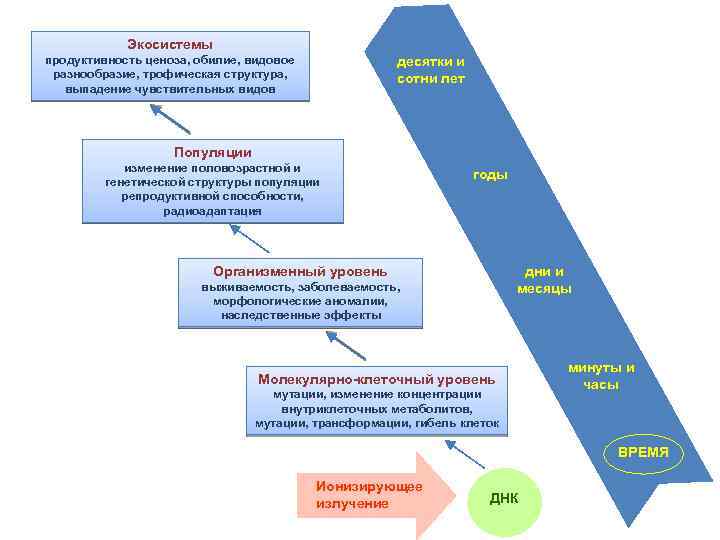 Экосистемы продуктивность ценоза, обилие, видовое разнообразие, трофическая структура, выпадение чувствительных видов десятки и сотни