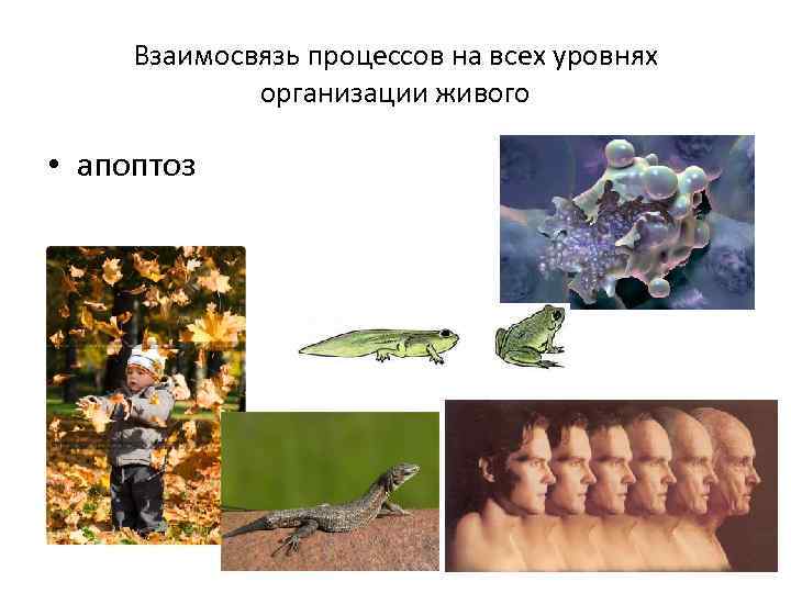 Взаимосвязь процессов на всех уровнях организации живого • апоптоз 