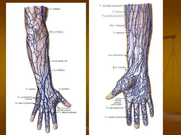 Вены предплечья анатомия схема