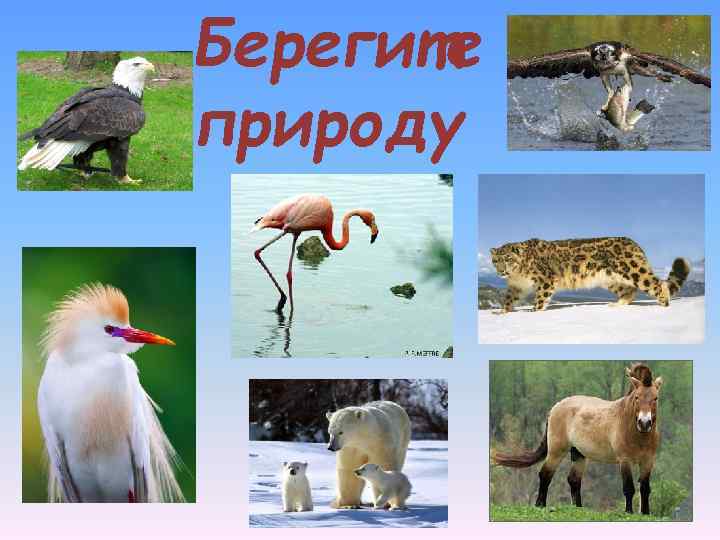 Берегите природу 