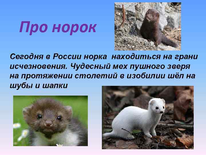 Про норок Сегодня в России норка находиться на грани исчезновения. Чудесный мех пушного зверя