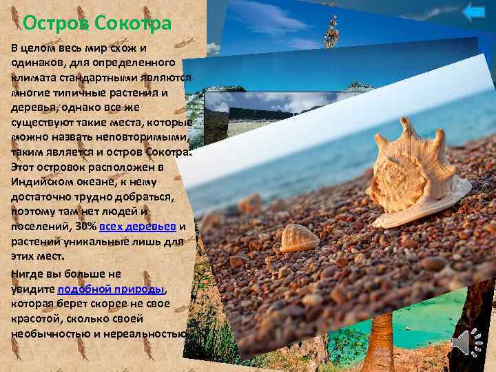 Остров Сокотра В целом весь мир схож и одинаков, для определенного климата стандартными являются