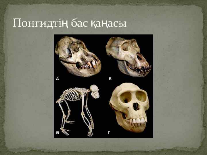 Понгидтің бас қаңасы 