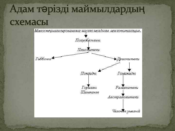 Адам тәрізді маймылдардың схемасы 