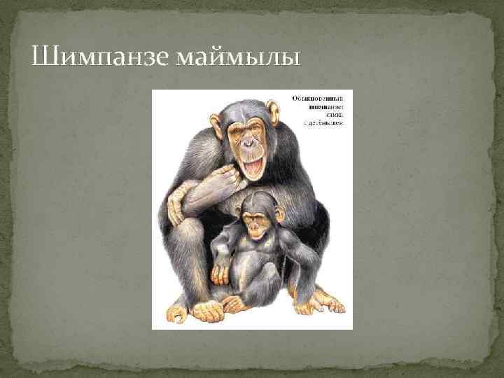 Шимпанзе маймылы 