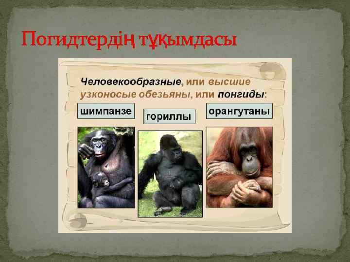 Погидтердің тұқымдасы 