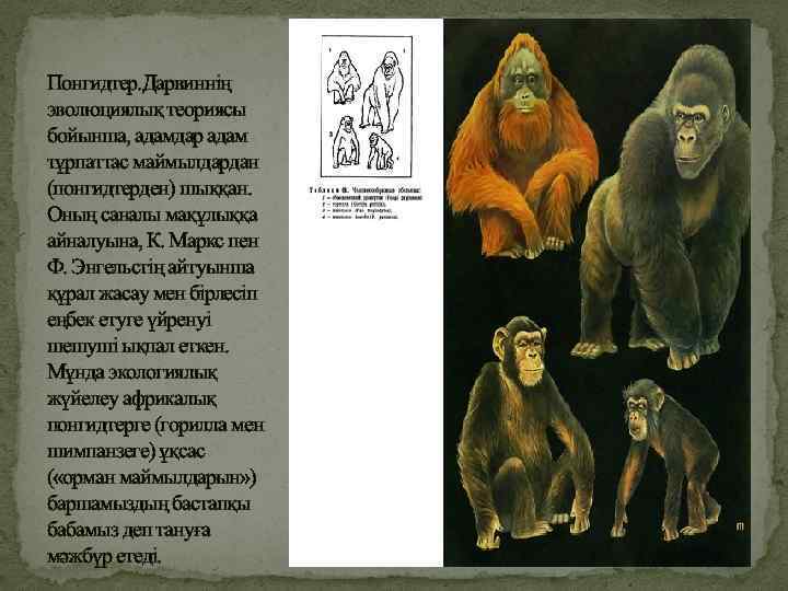 Понгидтер. Дарвиннің эволюциялық теориясы бойынша, адамдар адам тұрпаттас маймылдардан (понгидтерден) шыққан. Оның саналы мақұлыққа