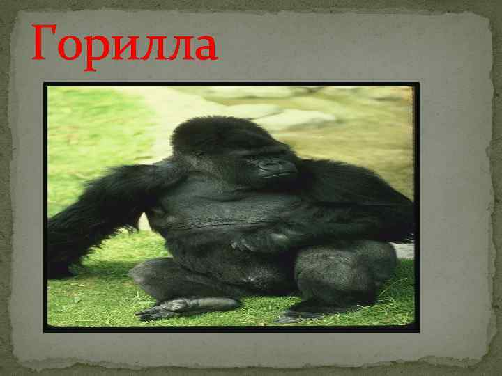 Горилла 