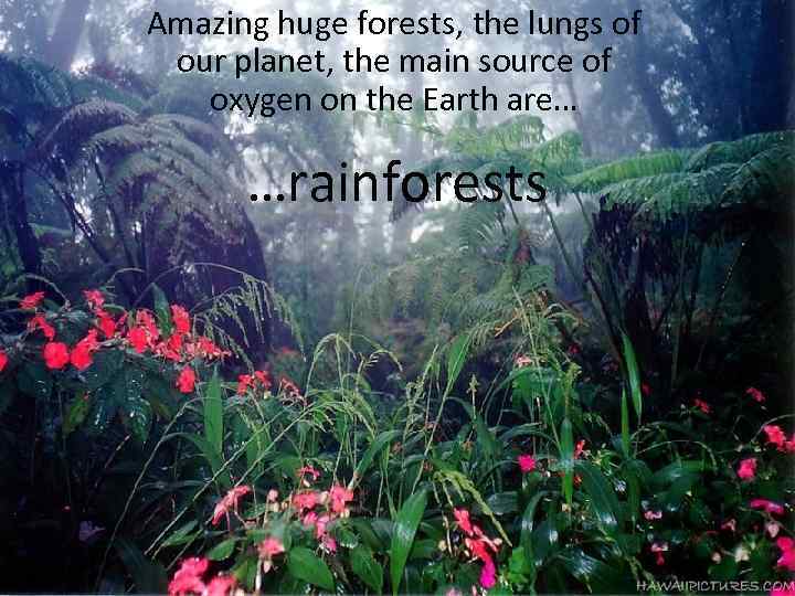 Amazing huge forests, the lungs of our planet, the main source of oxygen on