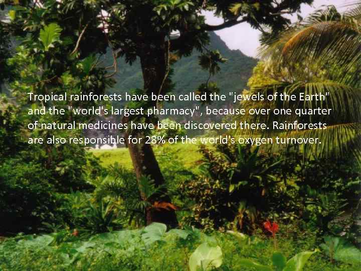 Tropical rainforests have been called the 