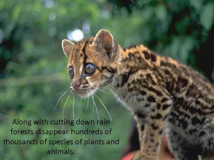 Along with cutting down rain forests disappear hundreds of thousands of species of plants