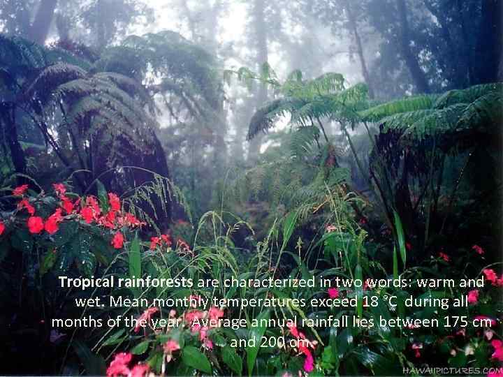 Tropical rainforests are characterized in two words: warm and wet. Mean monthly temperatures exceed