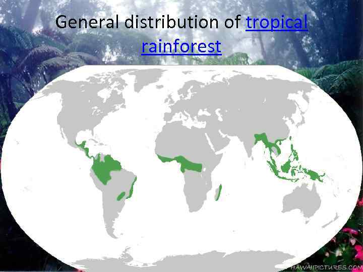 General distribution of tropical rainforest 