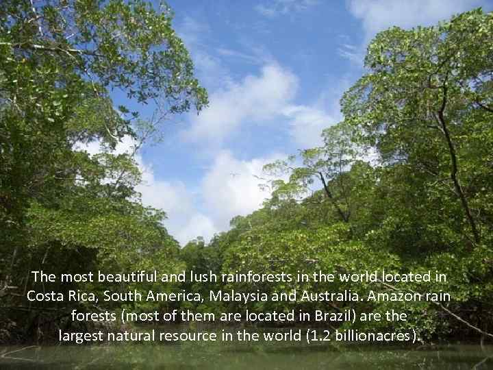 The most beautiful and lush rainforests in the world located in Costa Rica, South