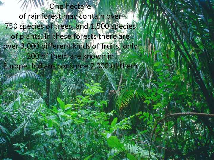 One hectare of rainforest may contain over 750 species of trees, and 1, 500