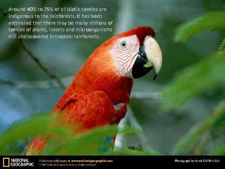 Around 40% to 75% of all biotic species are indigenous to the rainforests. It