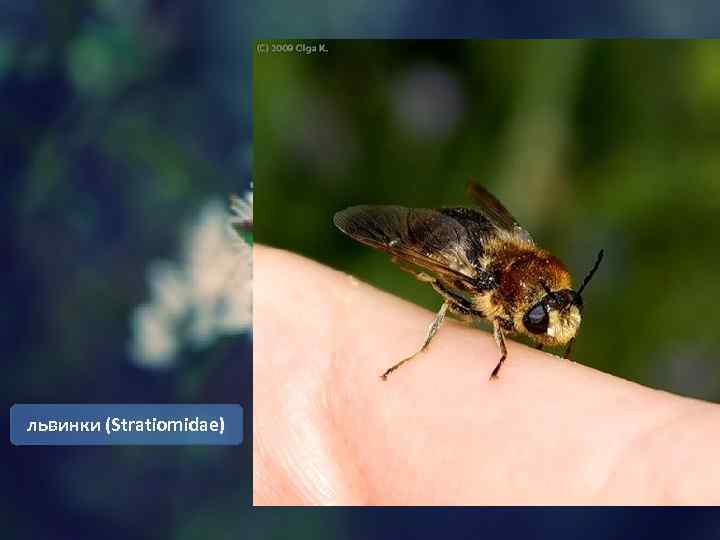 львинки (Stratiomidae) 