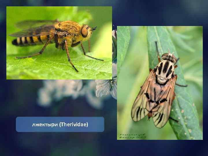 лжектыри (Therividae) 