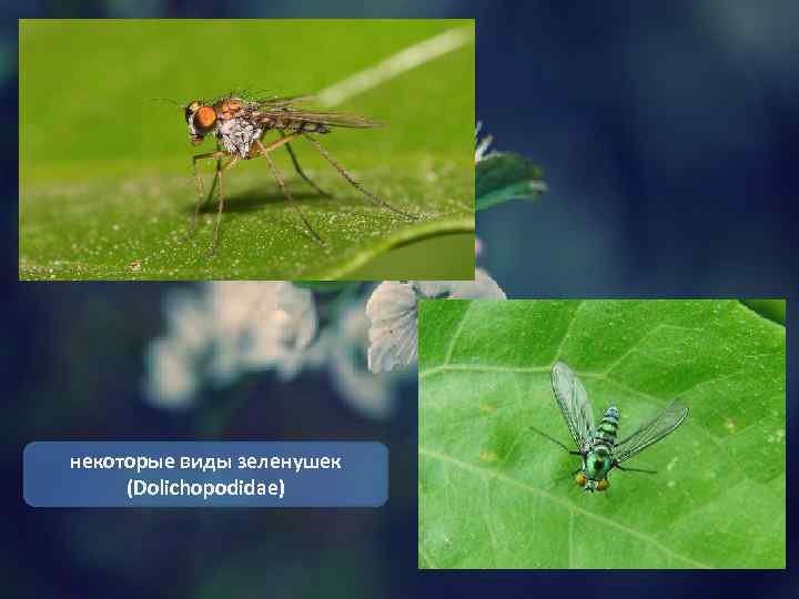 некоторые виды зеленушек (Dolichopodidae) 