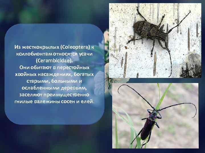 Из жесткокрылых (Coleoptera) к ксилобионтам относятся усачи (Cerambicidae). Они обитают в перестойных хвойных насаждениях,