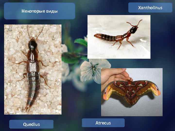 Xantholinus Некоторые виды Quedius Atrecus 