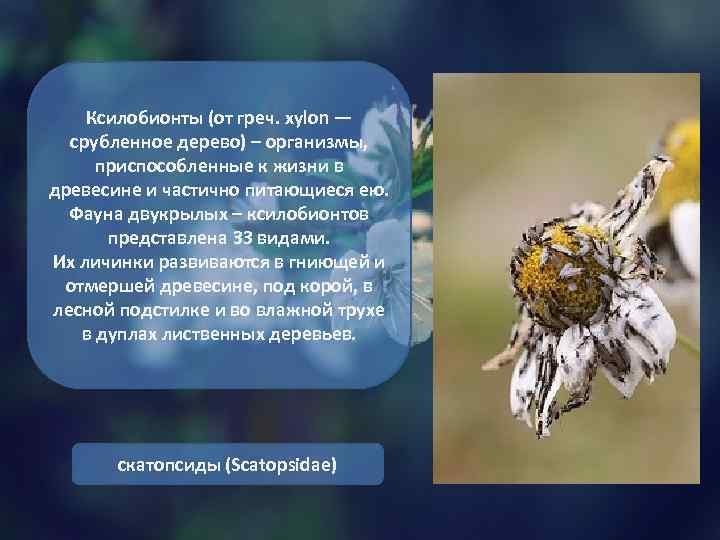 Ксилобионты (от греч. xylon — срубленное дерево) – организмы, приспособленные к жизни в древесине