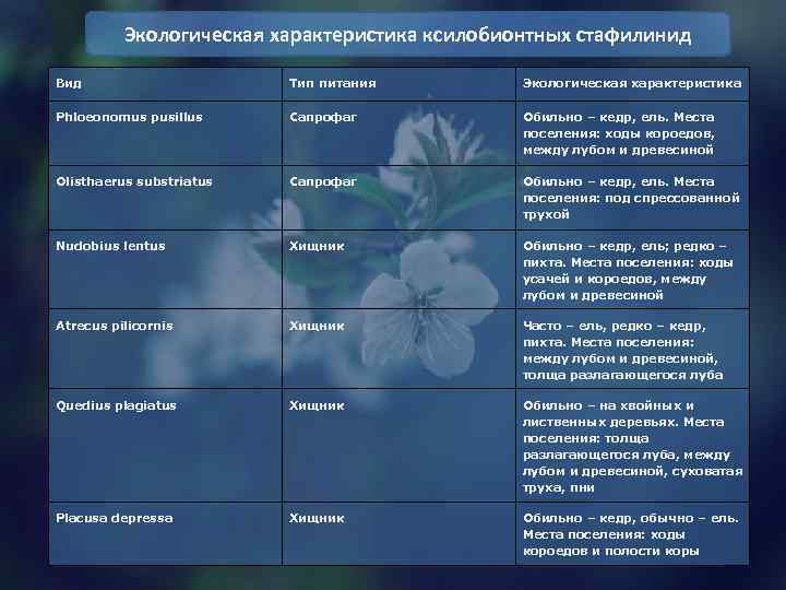Экологическая характеристика ксилобионтных стафилинид Вид Тип питания Экологическая характеристика Phloeonomus pusillus Cапрофаг Обильно –