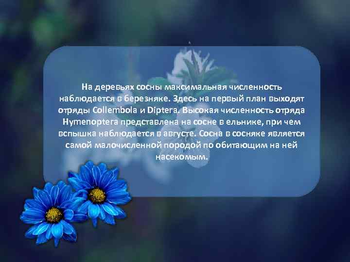 На деревьях сосны максимальная численность наблюдается в березняке. Здесь на первый план выходят отряды
