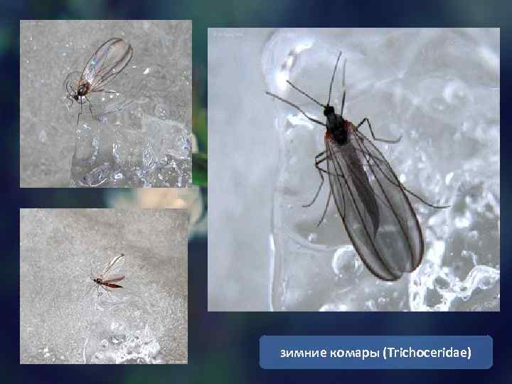 зимние комары (Trichoceridae) 