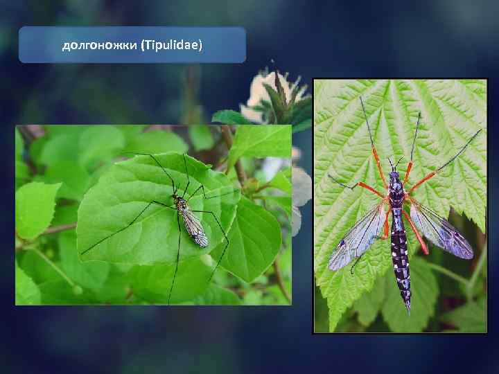 долгоножки (Tipulidae) 