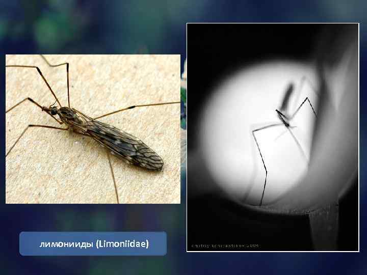  лимонииды (Limoniidae) 