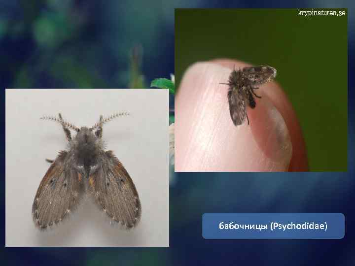 бабочницы (Psychodidae) 