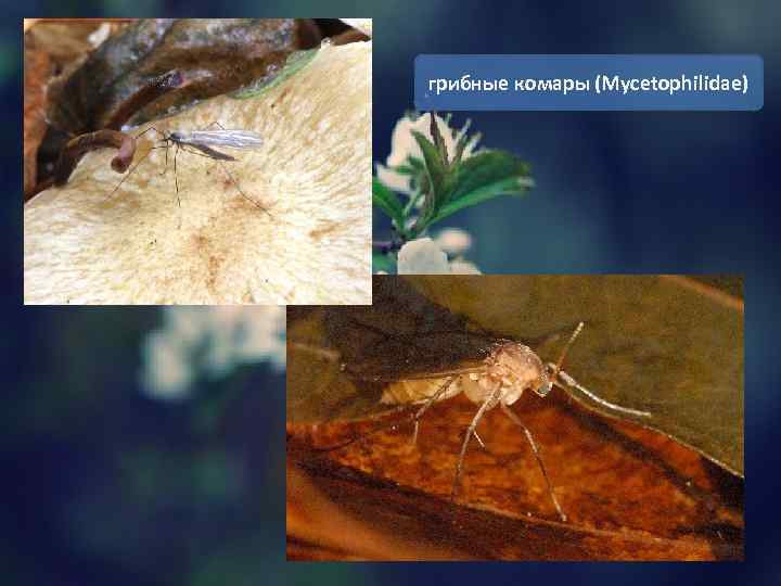 грибные комары (Mycetophilidae) 