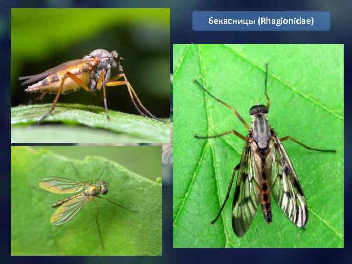 бекасницы (Rhagionidae) 