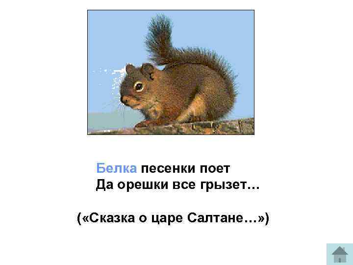  Белка песенки поет Да орешки все грызет… ( «Сказка о царе Салтане…» )
