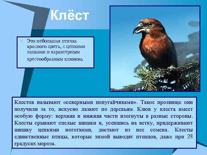 Клёст u Это небольшая птичка красного цвета, с цепкими лапками и характерным крестообразным клювом.