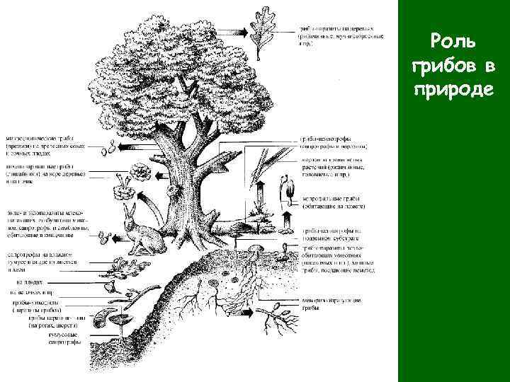 Роль грибов в природе 