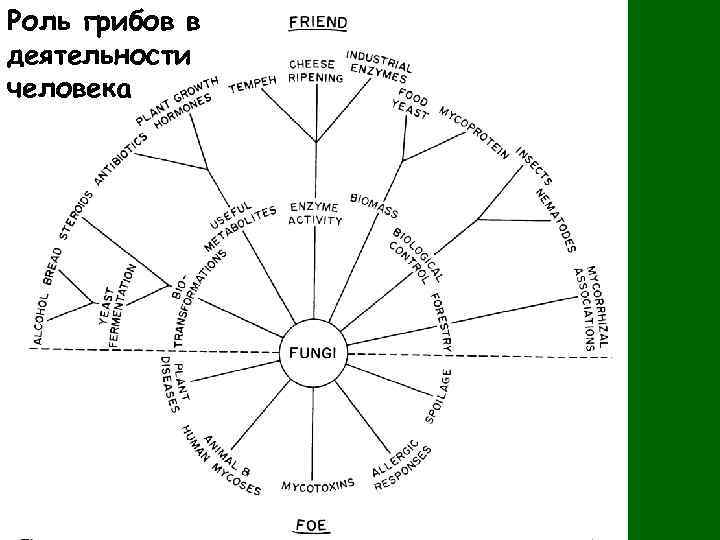 Роль грибов в деятельности человека 