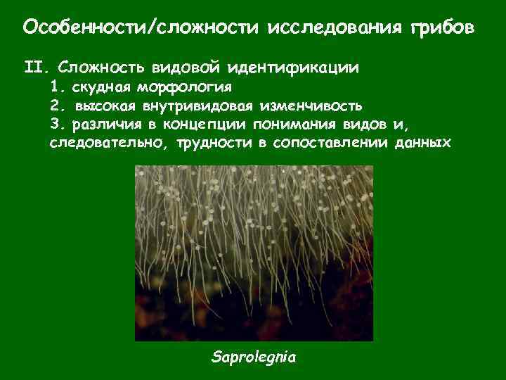 Особенности/сложности исследования грибов II. Сложность видовой идентификации 1. скудная морфология 2. высокая внутривидовая изменчивость