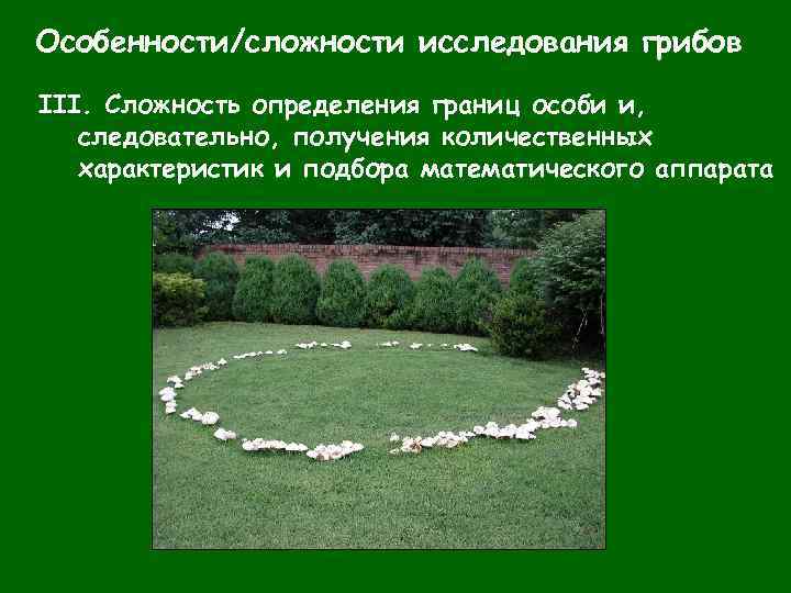 Особенности/сложности исследования грибов III. Сложность определения границ особи и, следовательно, получения количественных характеристик и