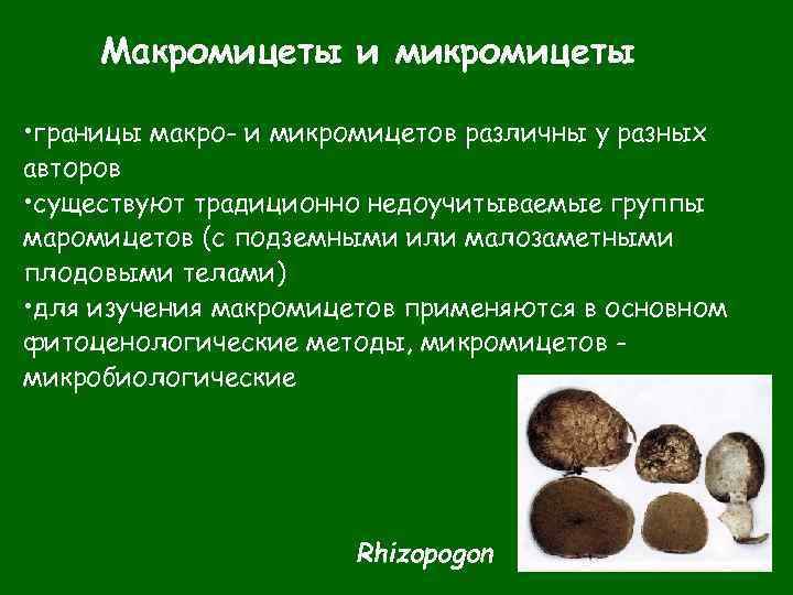 Макромицеты и микромицеты • границы макро- и микромицетов различны у разных авторов • существуют