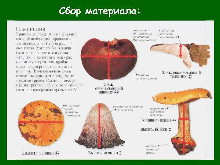 Сбор материала: 